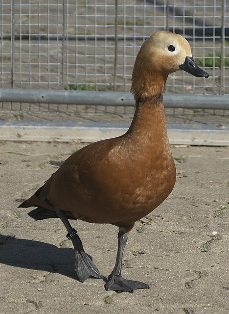 特塔需要重