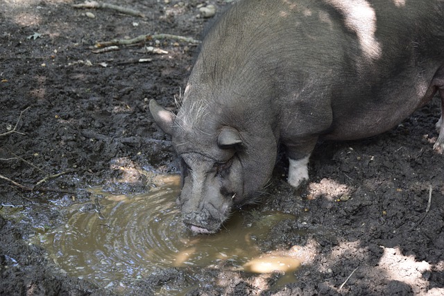 强制性的抚 强制性的抚