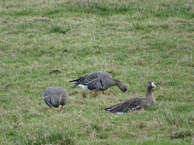 是一个天赋 是一个天赋